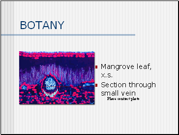 BOTANY