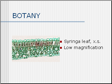 BOTANY