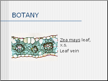 BOTANY