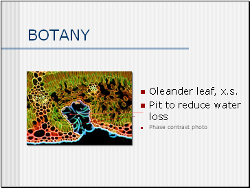 BOTANY