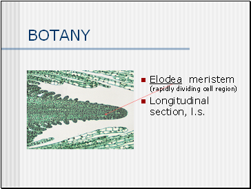 BOTANY