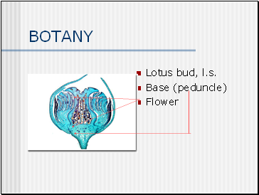 BOTANY