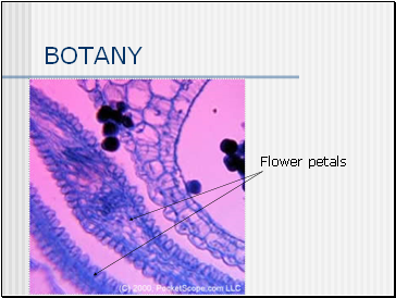 BOTANY