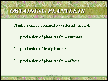 Obtaining Plantlets