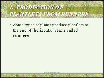 1. PRODUCTION OF PLANTLETS FROM RUNNERS