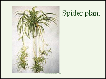 Spider plant