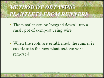 Method Of Obtaning Plantlets From Runners