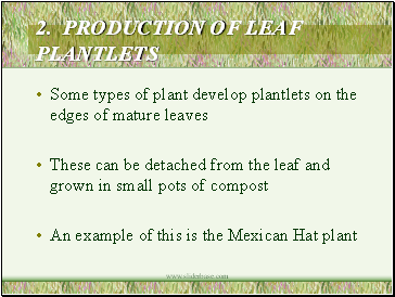 2. PRODUCTION OF LEAF PLANTLETS