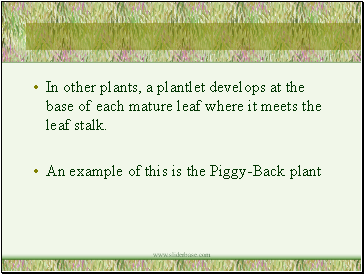 In other plants, a plantlet develops at the base of each mature leaf where it meets the leaf stalk.