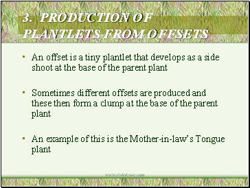 3. PRODUCTION OF PLANTLETS FROM OFFSETS