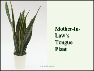 Mother-In-Law’s Tongue Plant