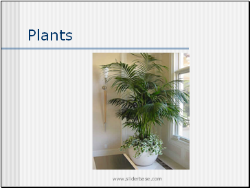 Plants 2
