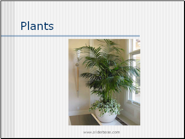 Plants