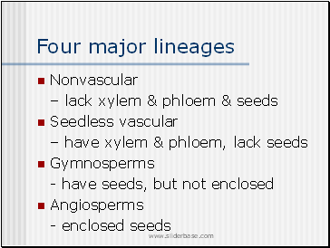 Four major lineages