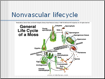 Nonvascular lifecycle