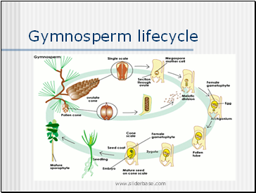 Gymnosperm lifecycle