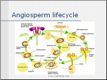 Angiosperm lifecycle