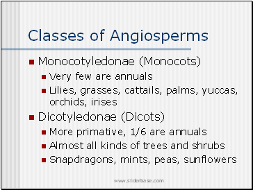Classes of Angiosperms
