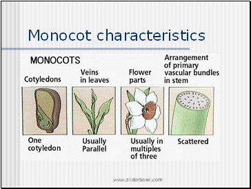 Monocot characteristics