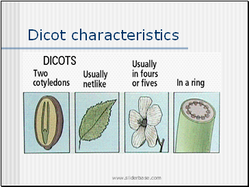 Dicot characteristics