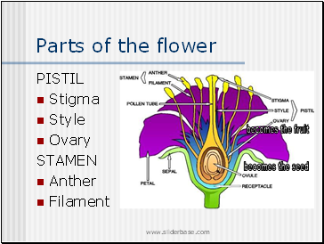 Parts of the flower