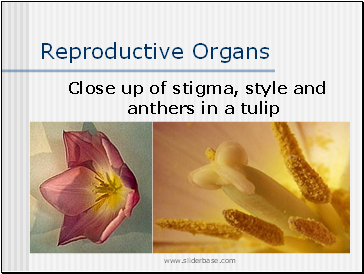 Reproductive Organs