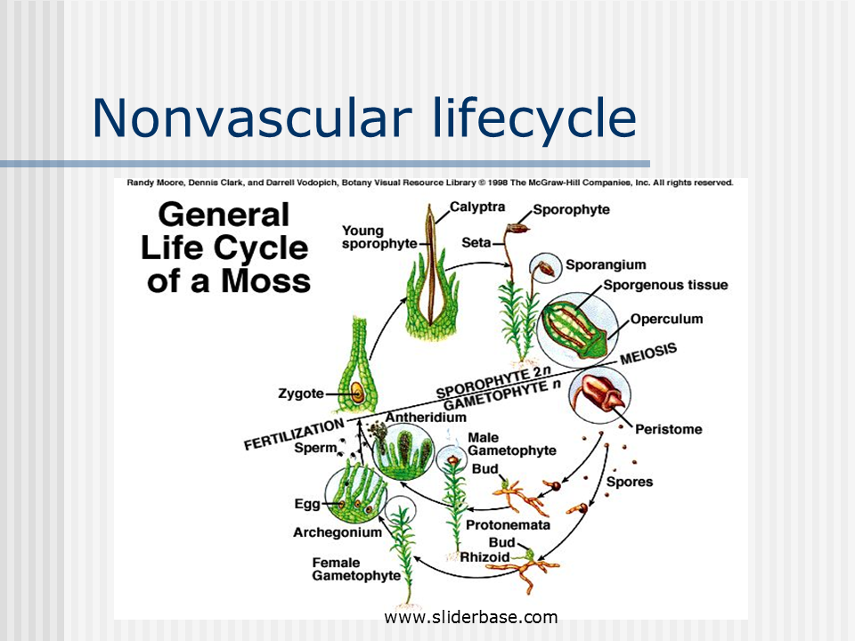 vascular seedless plants life cycle