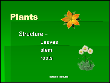 Plants general structure