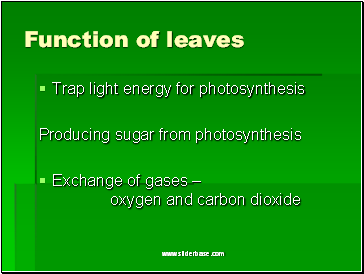 Function of leaves