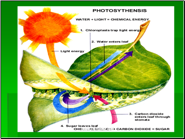 Function of leaves