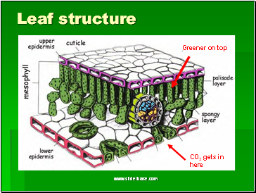 Leaf structure