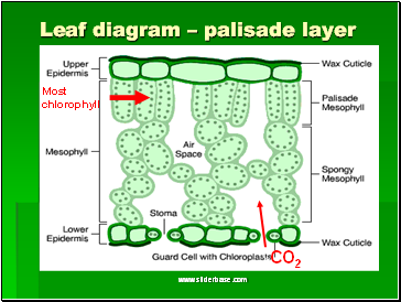 Leaf diagram – palisade layer