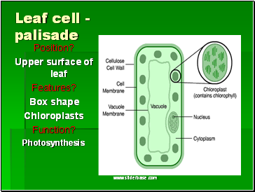 Leaf cell - palisade