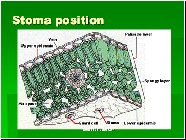 Stoma position