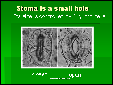 Stoma is a small hole
