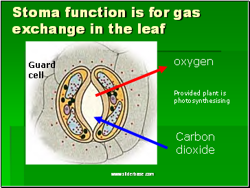 Stoma function is for gas exchange in the leaf
