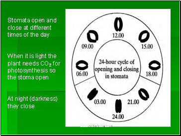 Stomata open and close at different times of the day