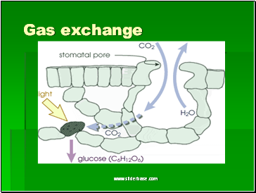 Gas exchange