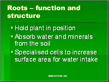 Roots – function and structure