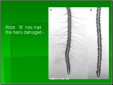 Root B has had the hairs damaged -