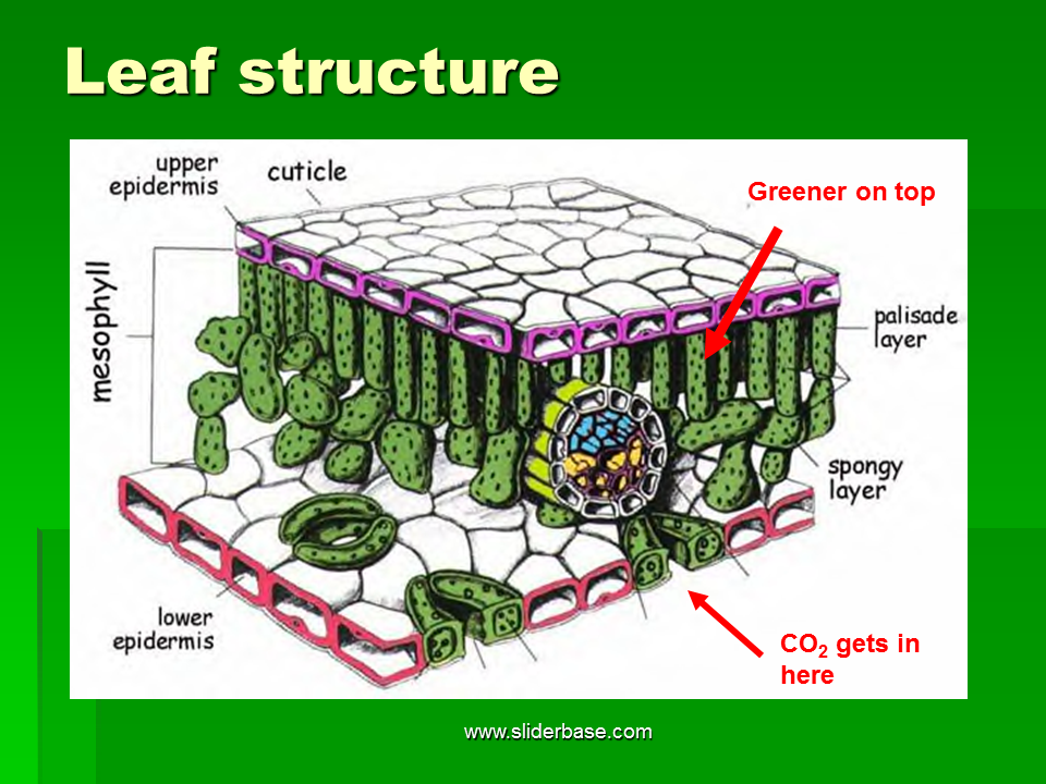 Plant structure. Leaf structure. Plant Leaf structure. Кутикула растений. Leaf Anatomy.