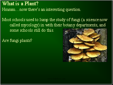 Plants- why study them