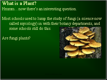 What is a Plant?