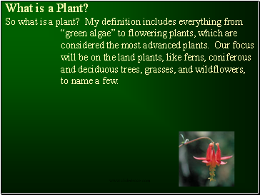 What is a Plant?