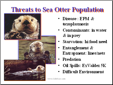 Threats to Sea Otter Population