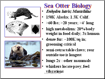 Sea Otter Biology