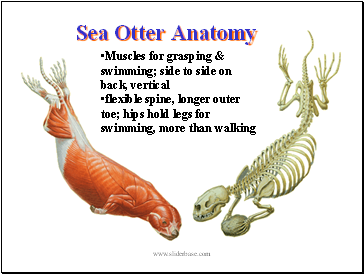 Sea Otter Anatomy