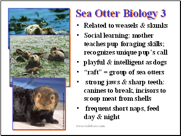 Sea Otter Biology 3