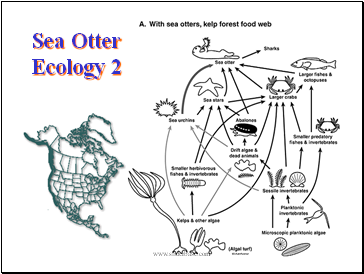 Sea Otter Ecology 2