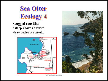 Sea Otter Ecology 4